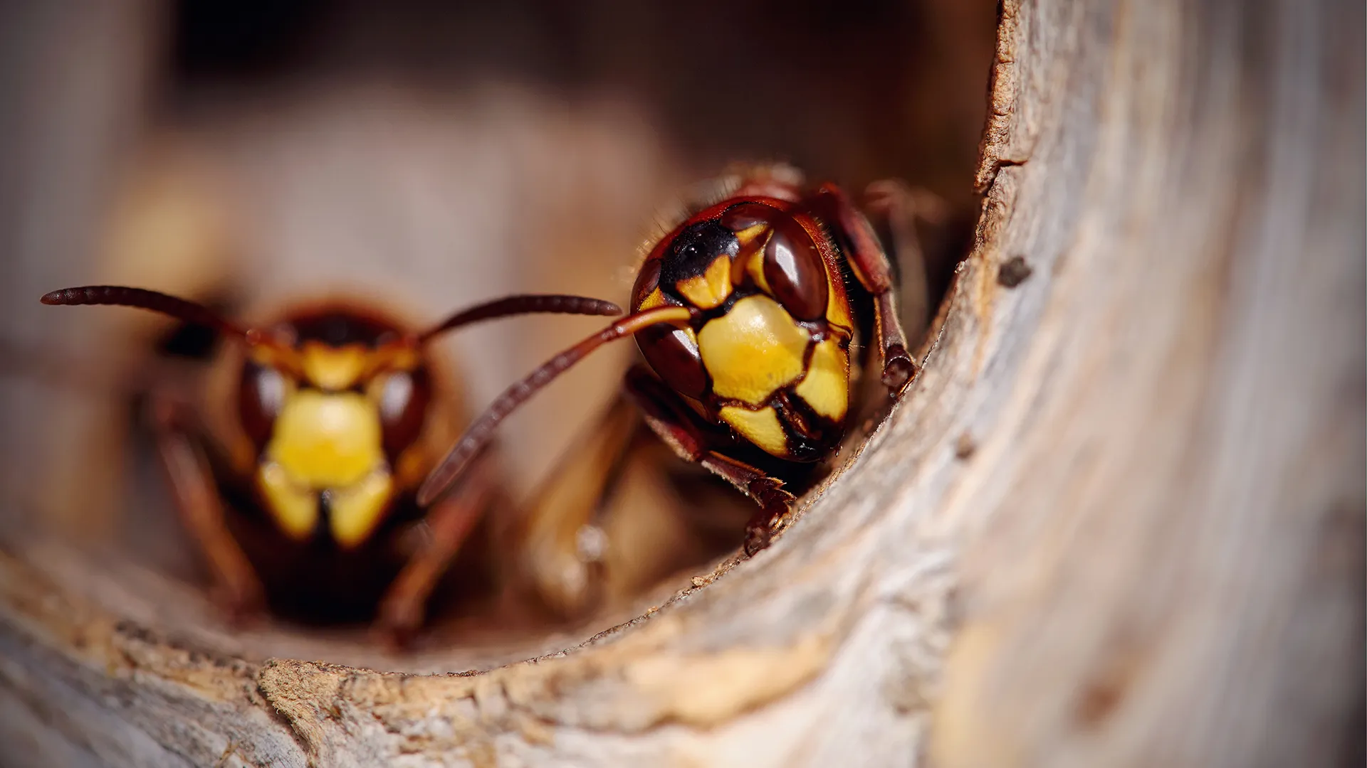 Buzz Off Wasps